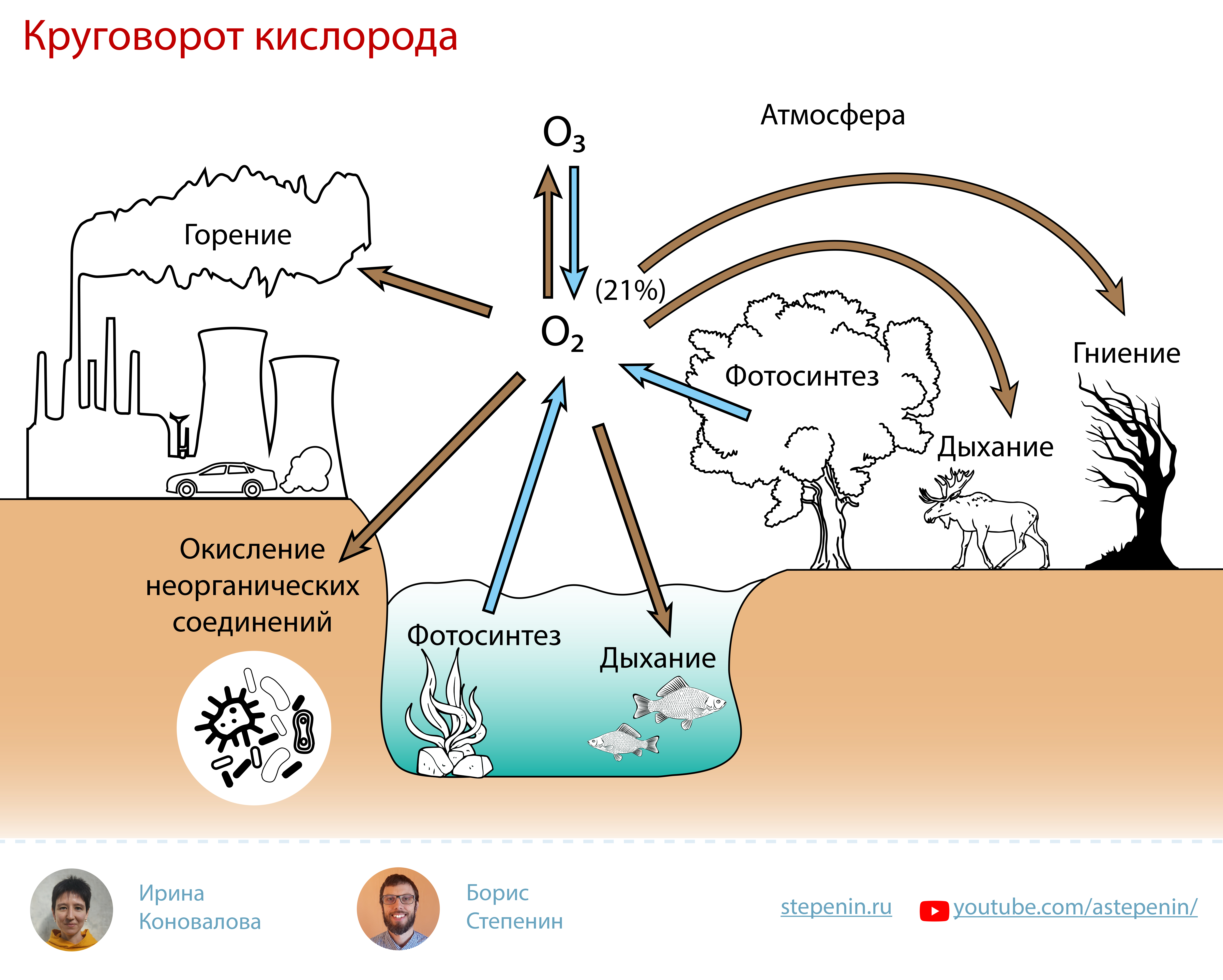 Биогеохимический цикл кислорода схема