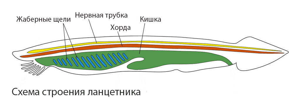 Схема хордового животного. Схема внутреннего строения ланцетника. Схема внутреннего строения ланцетника рис 108. Строение внутреннее строение ланцетника. Внутреннее строение ланцетника рисунок.