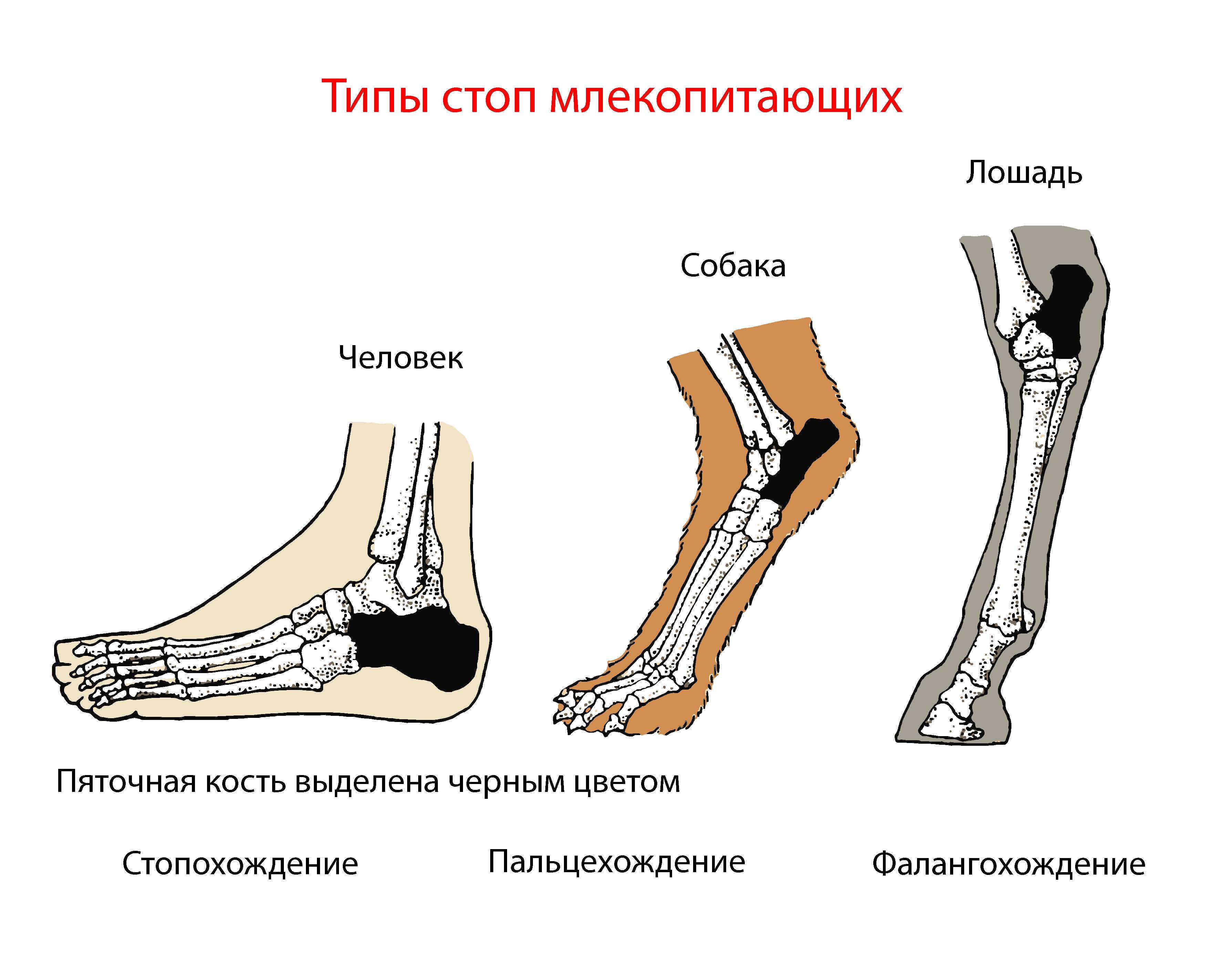 Зоология позвоночных