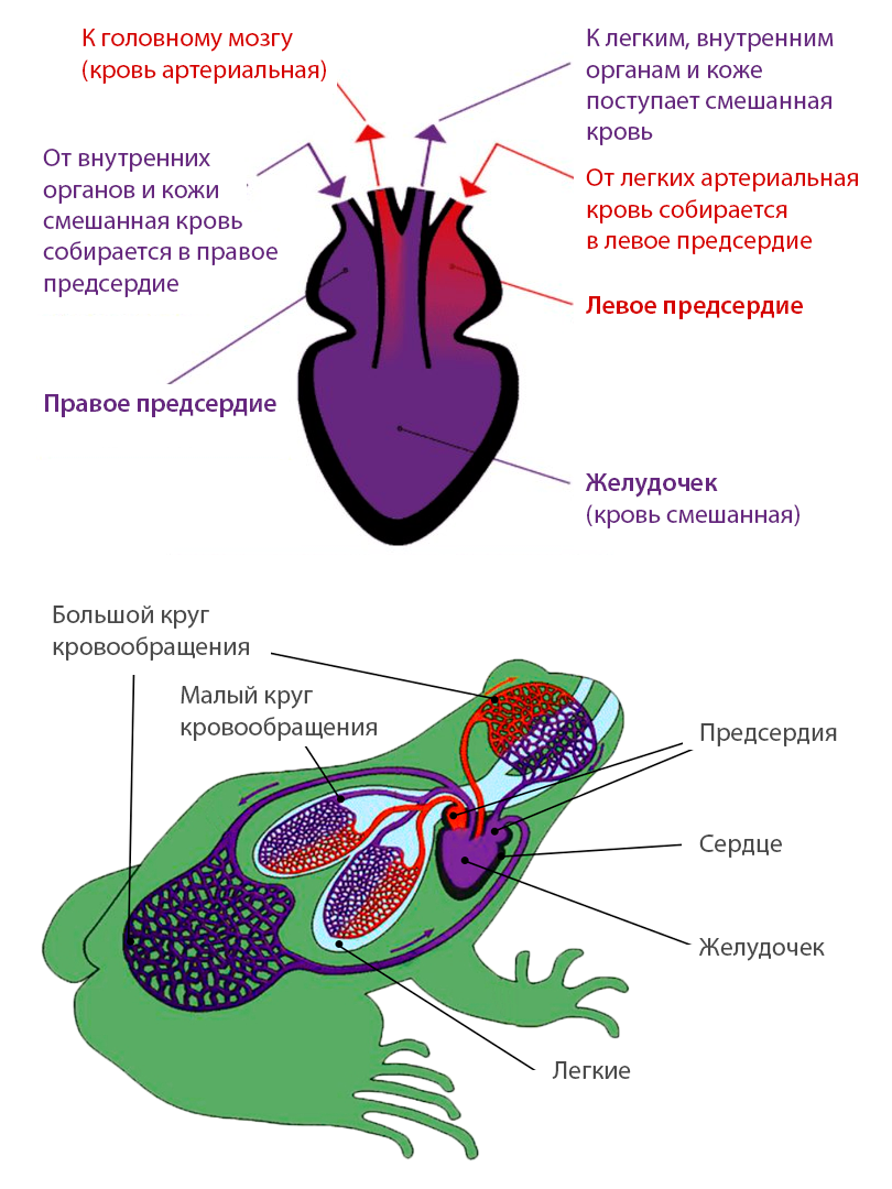 Зоология позвоночных
