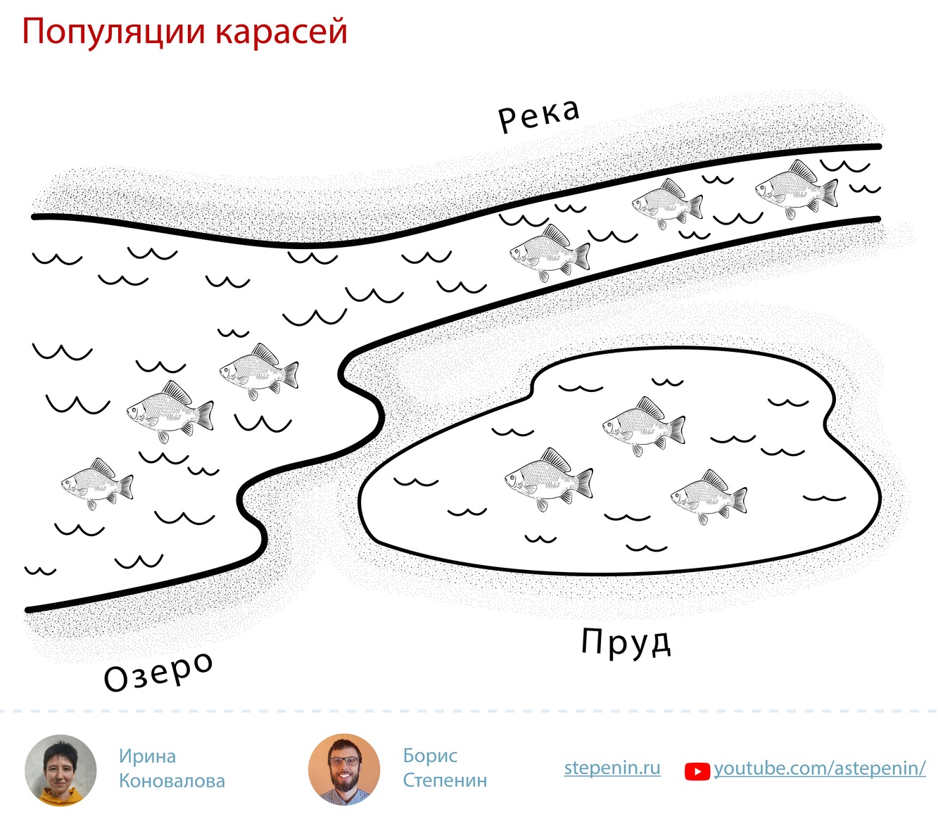 Тест вид популяция 11 класс