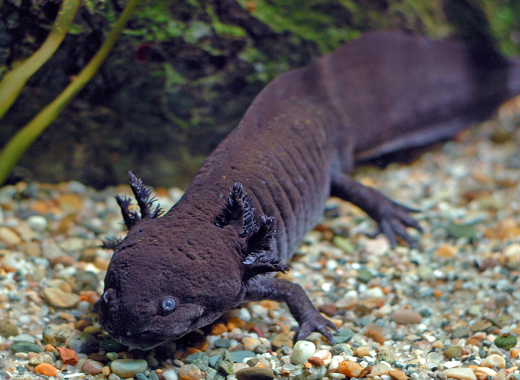 Животные живущие без воды. Мексиканская саламандра аксолотль. Аквариумная рыбка аксолотль. Амбистома и аксолотль. Водная саламандра аксолотль.