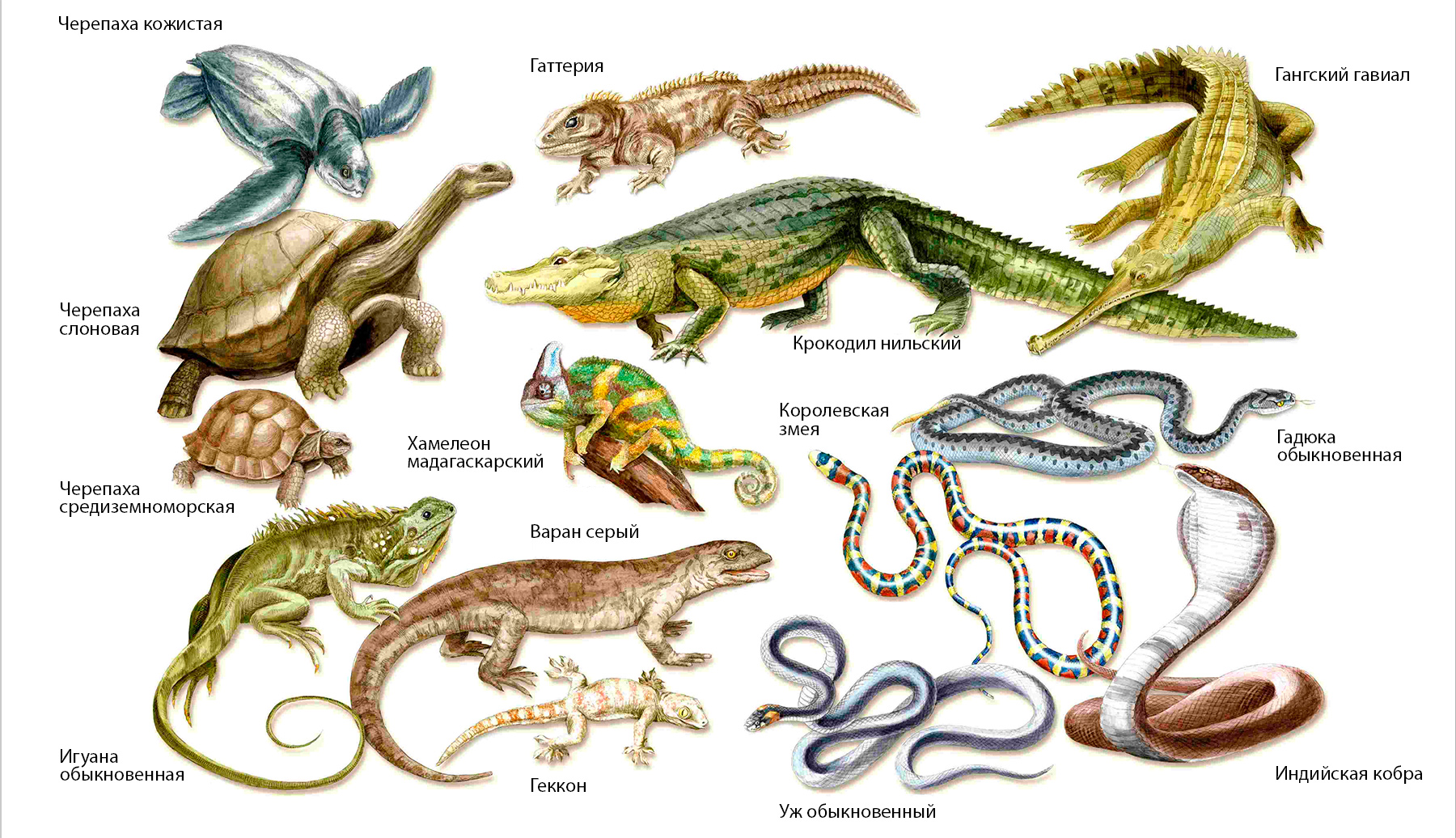 Змеи ящерицы отряд. Многообразие пресмыкающихся. Рептилии и амфибии. Позвоночные земноводные. Рептилии и земноводные.