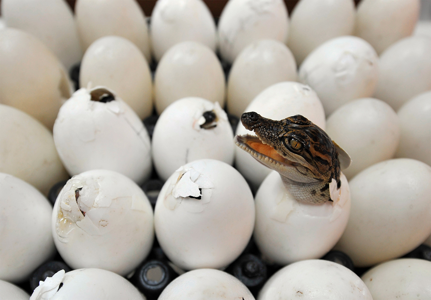 Animal яйцо. Яйцо вылупляется. Крокодильчик вылупляется из яйца. Крокодильчик вылупился из яйца.