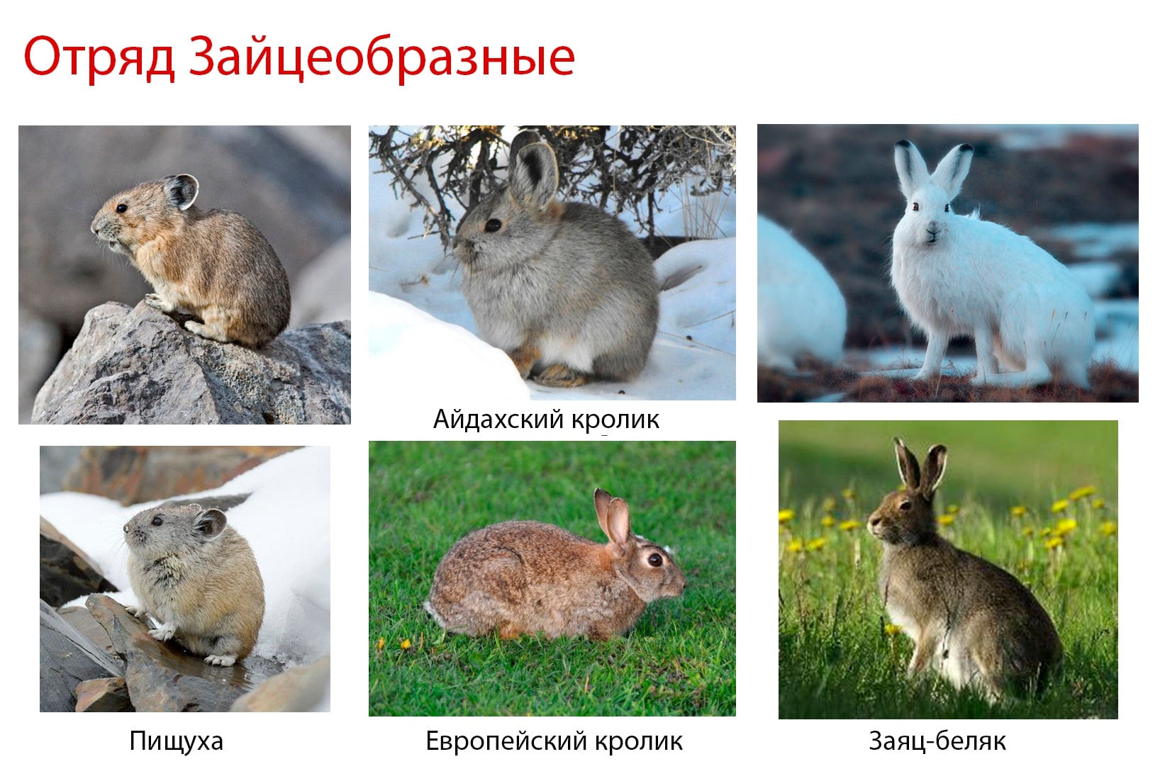 К какому отряду относится кролик. Отряд зайцеобразные. Задания на тему зайцеобразные. Основные признаки отряда зайцеобразные. Зайцеобразные карточки для урока биологии.