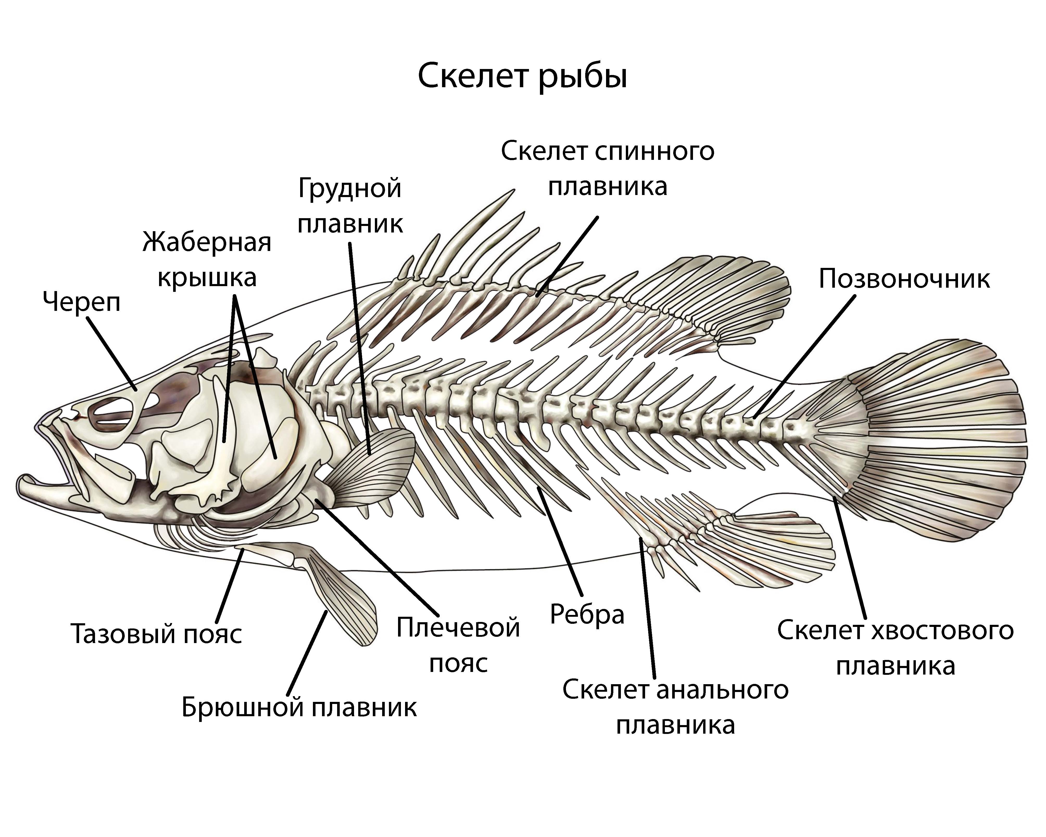 Особенности внутреннего строения щуки. Скелет рыбы биология 7 класс. Скелет рыбы биология 8 класс. Скелет Надкласс рыбы. Скелет рыбы схема.