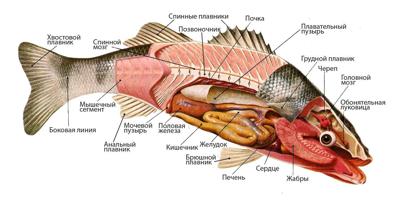 Почему горчит треска. Треска внутренне строение. Пищеварительная система рыб сазан. Внутренне строение костистой рыбы. Внутренне строение карась.
