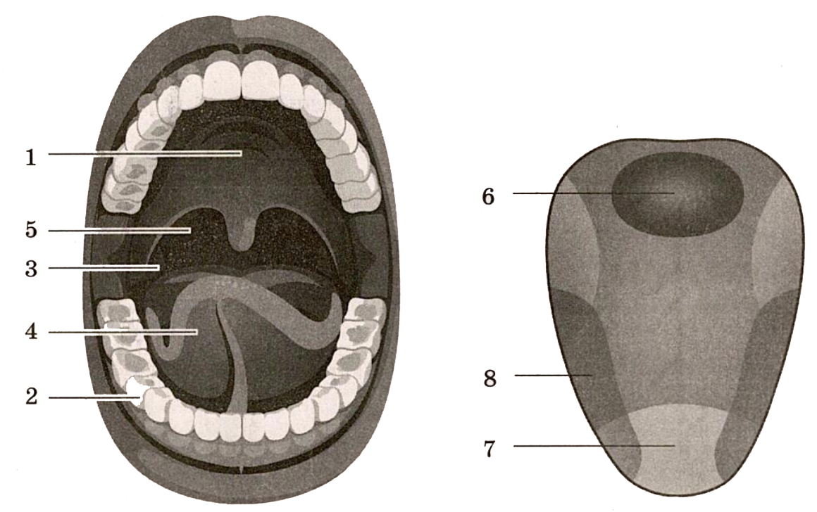 Костная стенка которая отделяет полость рта. Строение ротовой полости и зубов. Ротовая полость биология. Строение рта человека ЕГЭ.