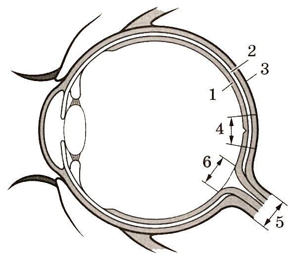 Глаз ЕГЭ биология. Строение глазного яблока ЕГЭ. Строение глаза ЕГЭ рисунок. Строение глаза человека ЕГЭ. Содержит несколько слоев нейронов содержит роговицу защищает