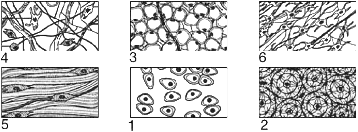 Какой тип ткани содержит в себе клетки изображенные на рисунке