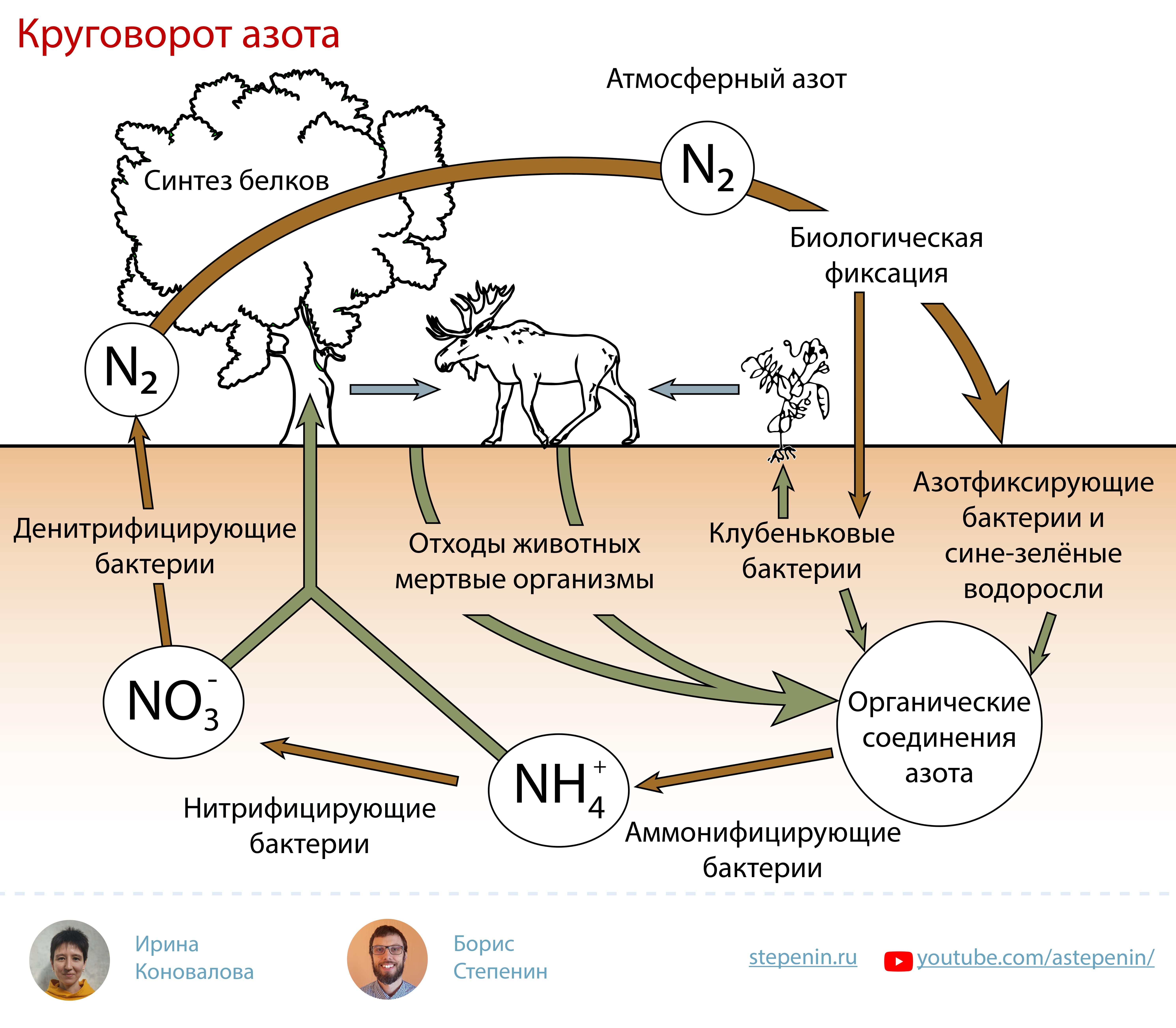Азот в составе живых организмов. Биогеохимический цикл азота схема. Биологическая роль азота круговорот. Атмосферный азот круговорот веществ. Круговороттазота в природе.