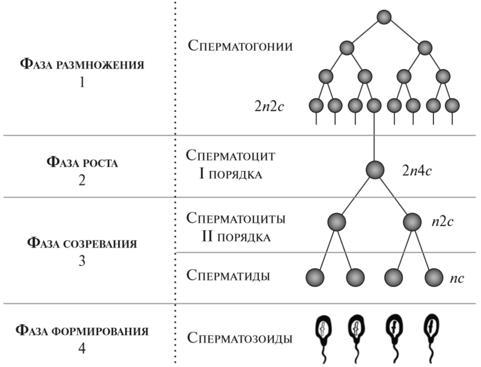 4 этапа сперматогенеза. Фазы гаметогенеза схема. Схема основных этапов сперматогенеза и овогенеза. Фазы овогенеза схема. Схема сперматогенеза и овогенеза.