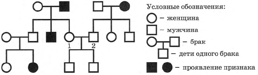 По изображенной на рисунке родословной определите. По изображенной на рисунке родословной. Определите вероятность рождения ребенка с признаком. Родословные и вероятности. Вычисление вероятности в родословной.