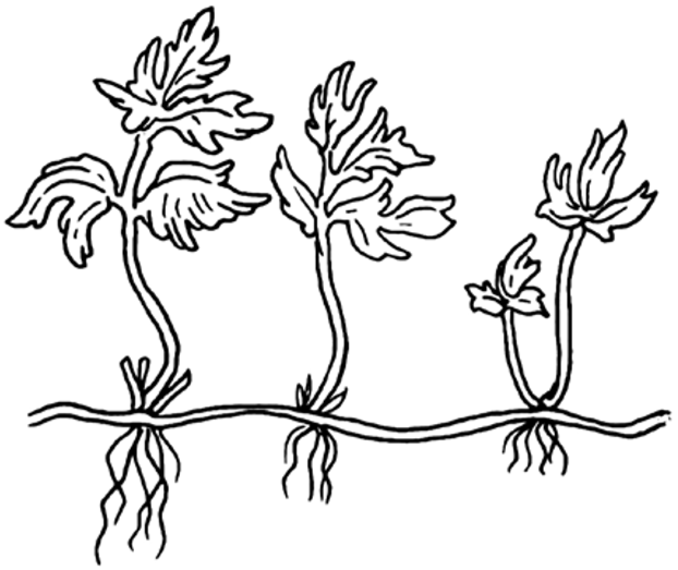 На рисунке 1 изображено растение и внутреннее. Размножение ползучими побегами рисунок. Ползучие побеги рисунок. Стелющийся побег. Рисунок цветка с размножением ползучими побегами.