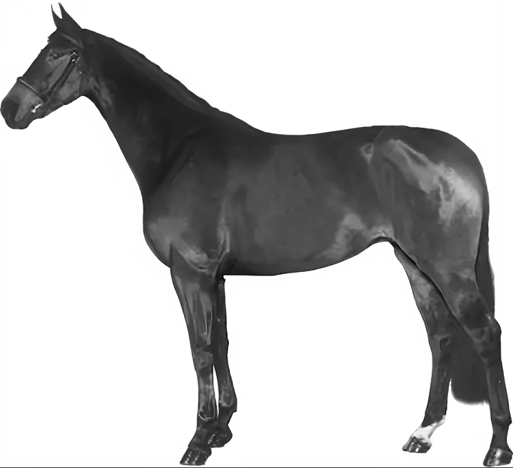 Рассмотрите фотографию коричневой лошади с черными. Бурая лошадь. Рассмотрите фотографию лошади породы Вестфальская. Вестфальская лошадь форма головы. Лошадь порода Андалузская масть, форма голов постановка головы.