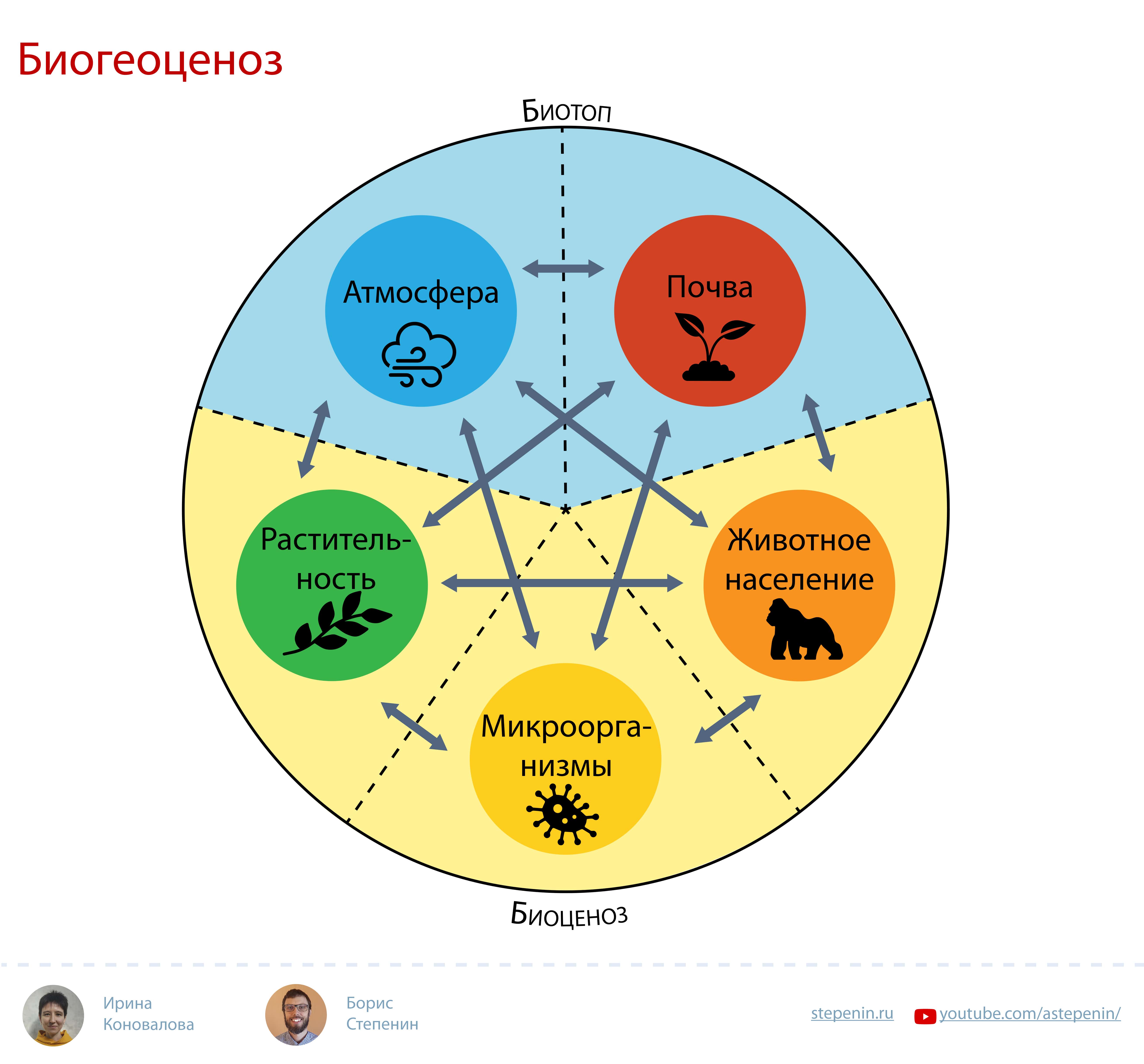 Схема биогеоценоза с пояснением