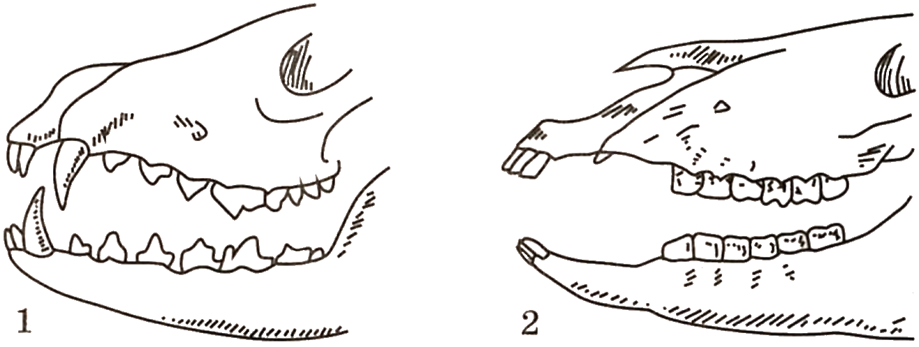 Резцы у млекопитающих. Зубы млекопитающих. Коренные зубы у млекопитающих. Зубная система млекопитающих. Зубная формула насекомоядных