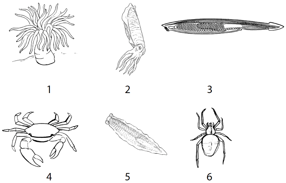 Лучевая симметрия моллюсков. Лучевая симметрия у ракообразных. Двухслойные животные с лучевой симметрией относятся к типу. Радиальная симметрия у животных. Радиальная симметрия у животных примеры.