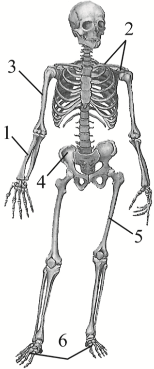 Выберите особенности строения скелета изображенного на рисунке. Скелет человека ЕГЭ биология. Выберите три верно обозначенные подписи к рисунку скелет человека. Скелет человека рисунок крестец. На рисунке изображены скелет человека и собаки ответ.
