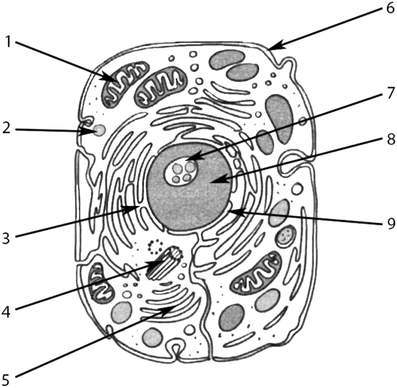 Рисунок растительной клетки с обозначениями 6. Строение клетки. Строение клетки ЕГЭ. Схема строения клетки. Строение клетки ЕГЭ биология.