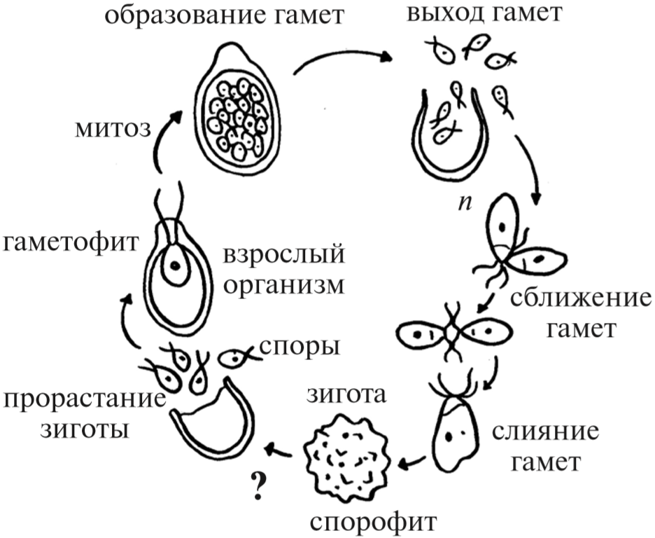 Гаметы образуются в гаметофите. Хромосомный набор хламидомонады. Гаметы хламидомонады. Цикл развития хламидомонады схема с описанием. Жизненный цикл хламидомонады схема с подписями.