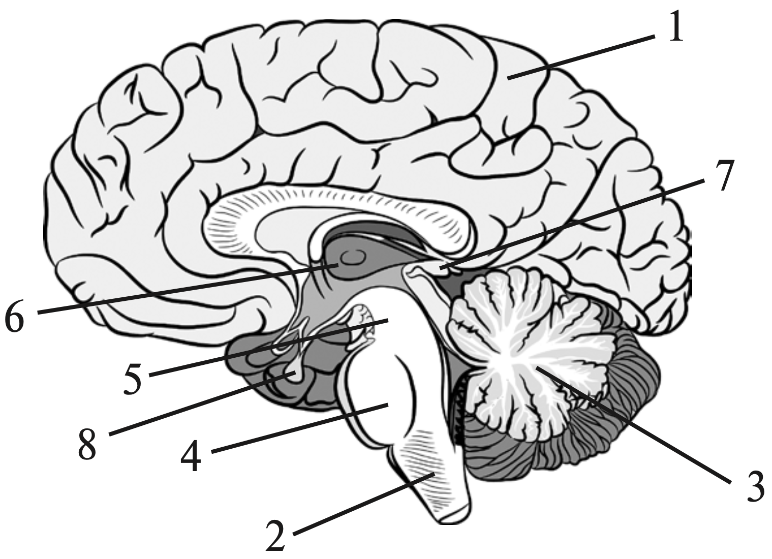 Мозг без подписей. Промежуточный мозг рисунок. Промежуточный мозг анатомия. Гипоталамус и продолговатый мозг. Рисунок головного мозга с обозначениями.