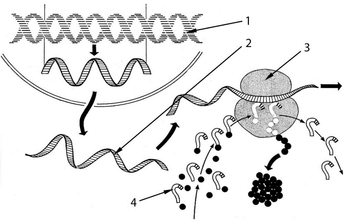 Какой цифрой на рисунке обозначен этап трансляции в процессе биосинтеза белка