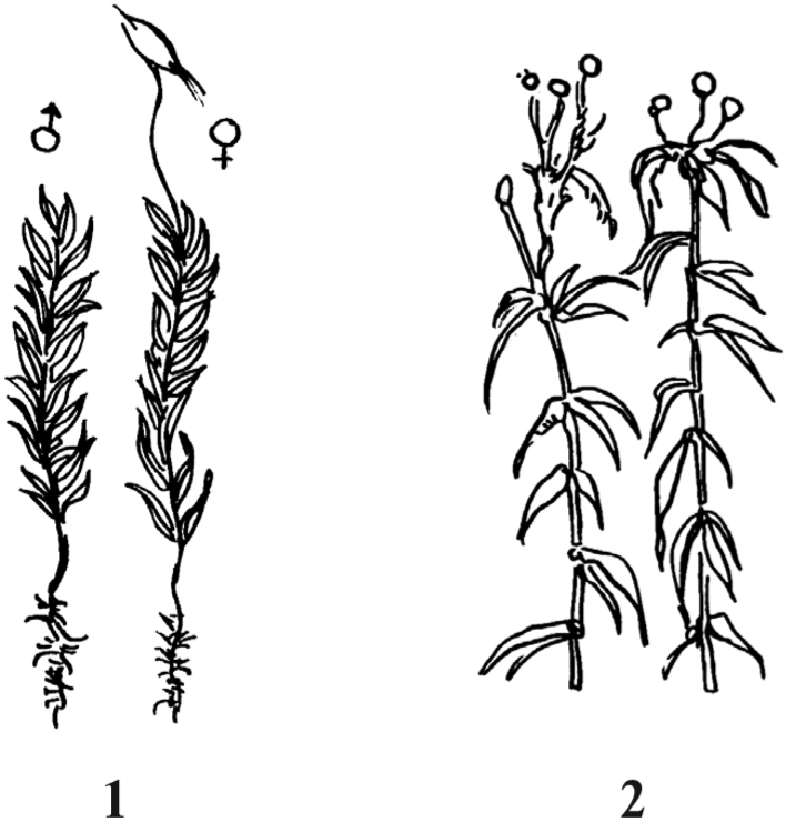 На рисунке 1 изображено растение и внутреннее. Растения изображенные на рисунке. К какому классу относится растение изображенное на рисунке. Однодомные и двудомные растения рисунок. К какому семейству относится изображенное на рисунке растение?.