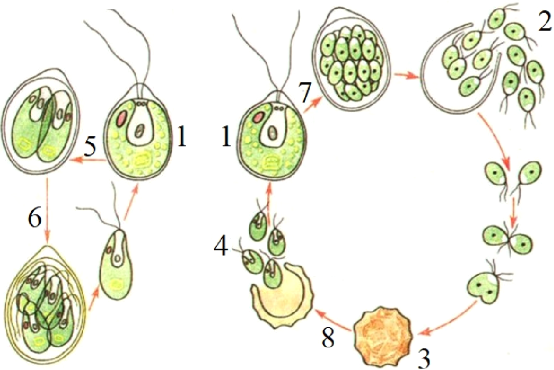 Жизненный цикл хламидомонады схема. Цикл размножения хламидомонады. Размножение хламидомонады схема. Жизненный цикл хламидомонады ЕГЭ. Взрослая особь хламидомонады образуется