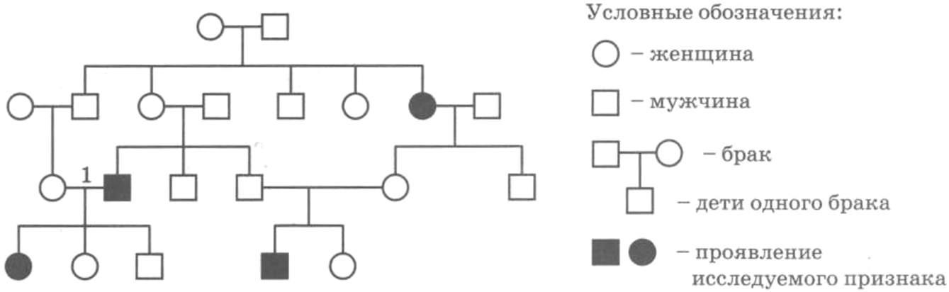 По изображенной на рисунке родословной определите