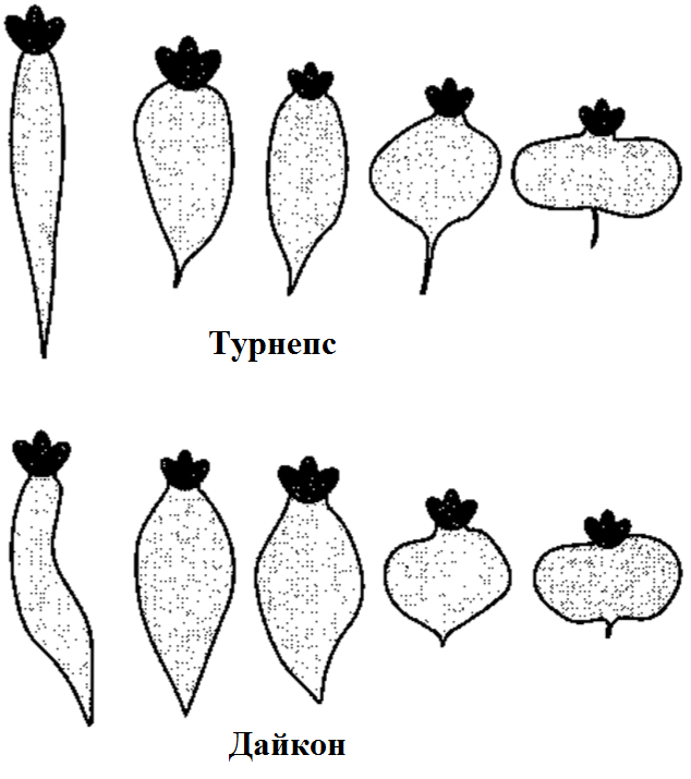 Какую форму отбора иллюстрирует данный рисунок. У дайкона и турнепса корнеплоды характеризуются. Турнепс и дайкон ЕГЭ. Уплощенная форма. Видоизменяется у дайкона и турнепса.