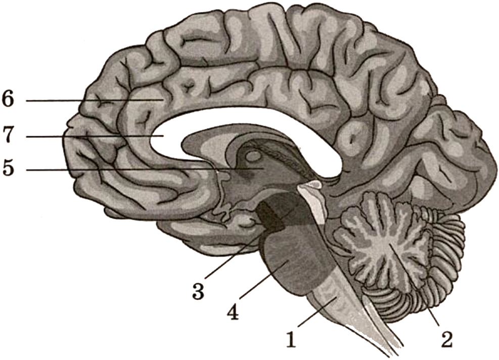 Рисунок мозга биология 8 класс