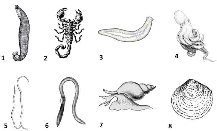 19. Членистоногие. Первая часть.