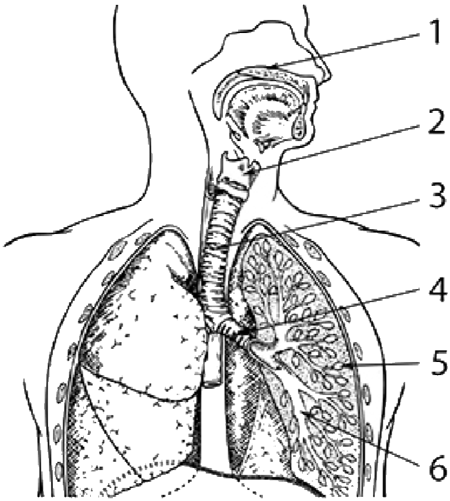 Пищевод бронхи. Бронхи и пищевод. Дыхательная система. Какая система органов изображена на рисунке. Органы дыхания человека для срисовки в детский сад.
