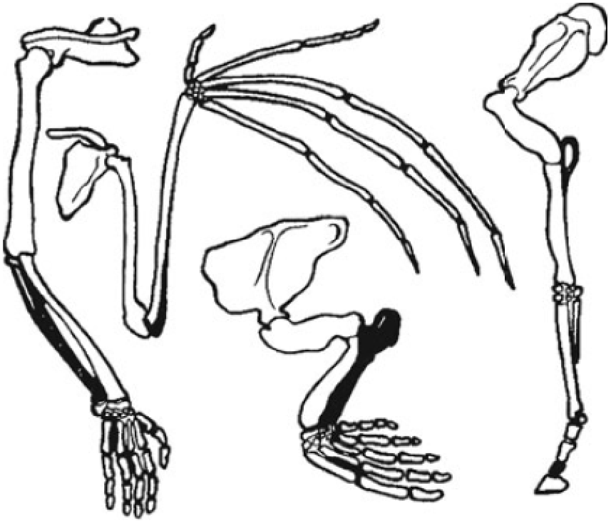 Функция скелета передних конечностей. Сравнительно-анатомические доказательства гомологичные органы. Скелет передней конечности шимпанзе. Гомологичные органы передней конечности животных. Строение конечности летучей мыши.
