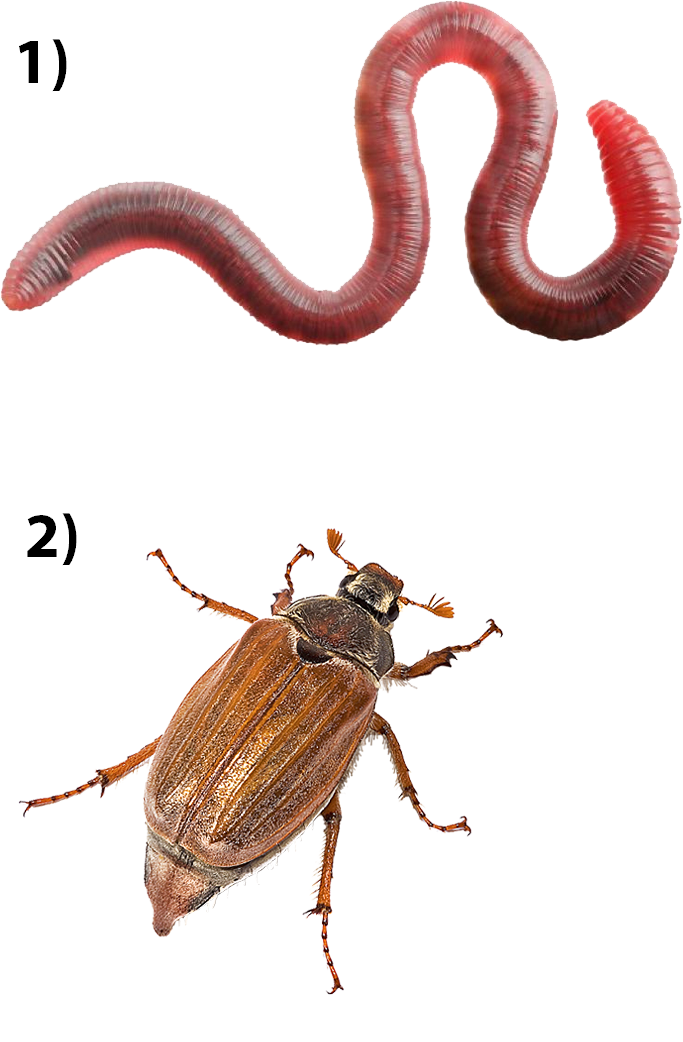 19. Членистоногие. Первая часть.