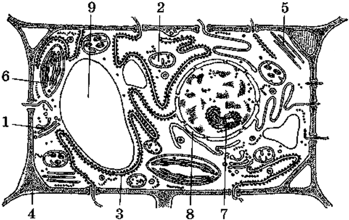 Рисунок растительной клетки с обозначениями 6. Строение клетки гиалоплазма. Органоид клетки накапливающий продукты обмена веществ клетки. Клетка растения. Растительная клетка.