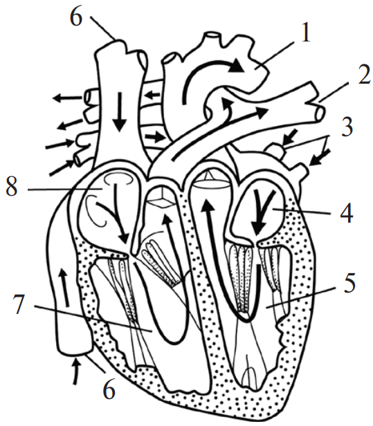 На рисунке изображено строение сердца. Сердце изображенное на рисунке. Камеры сердца рисунок. Обозначь на рисунке камеры сердца. Назовите камеру сердца человека обозначены на рисунке..